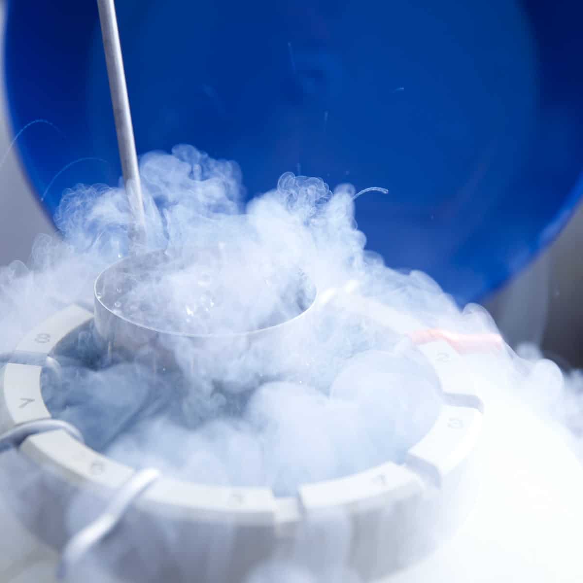 Vitrified eggs preserved in liquid nitrogen