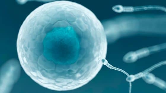 In vitro fertilization, illustrated