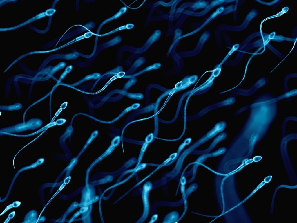 Sperm cells in motion